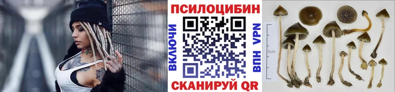 KRAKEN зеркало  Назрань  Галлюциногенные грибы прущие грибы 